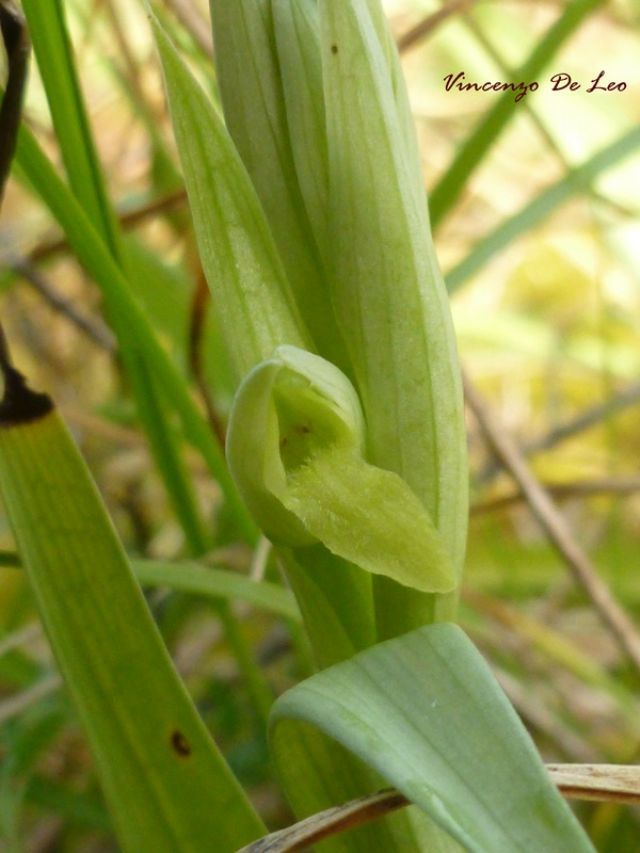 Serapias parviflora